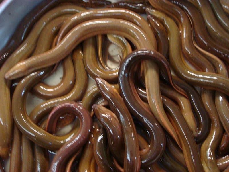 Giá trị dinh dưỡng có trong thịt lươn